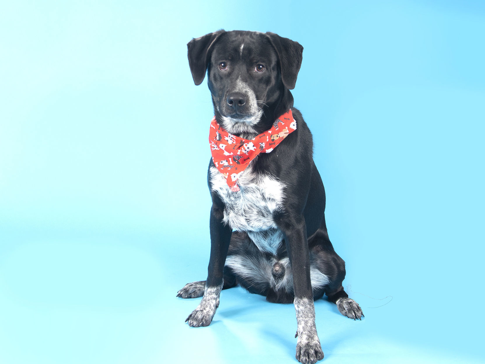 Last week's pet, still available: Astro